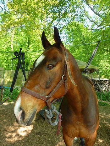 Balades à cheval à Chantilly