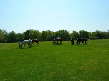 Balades à cheval à Chantilly