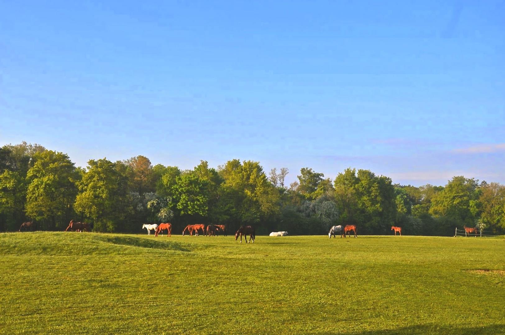 Balades à cheval à Chantilly