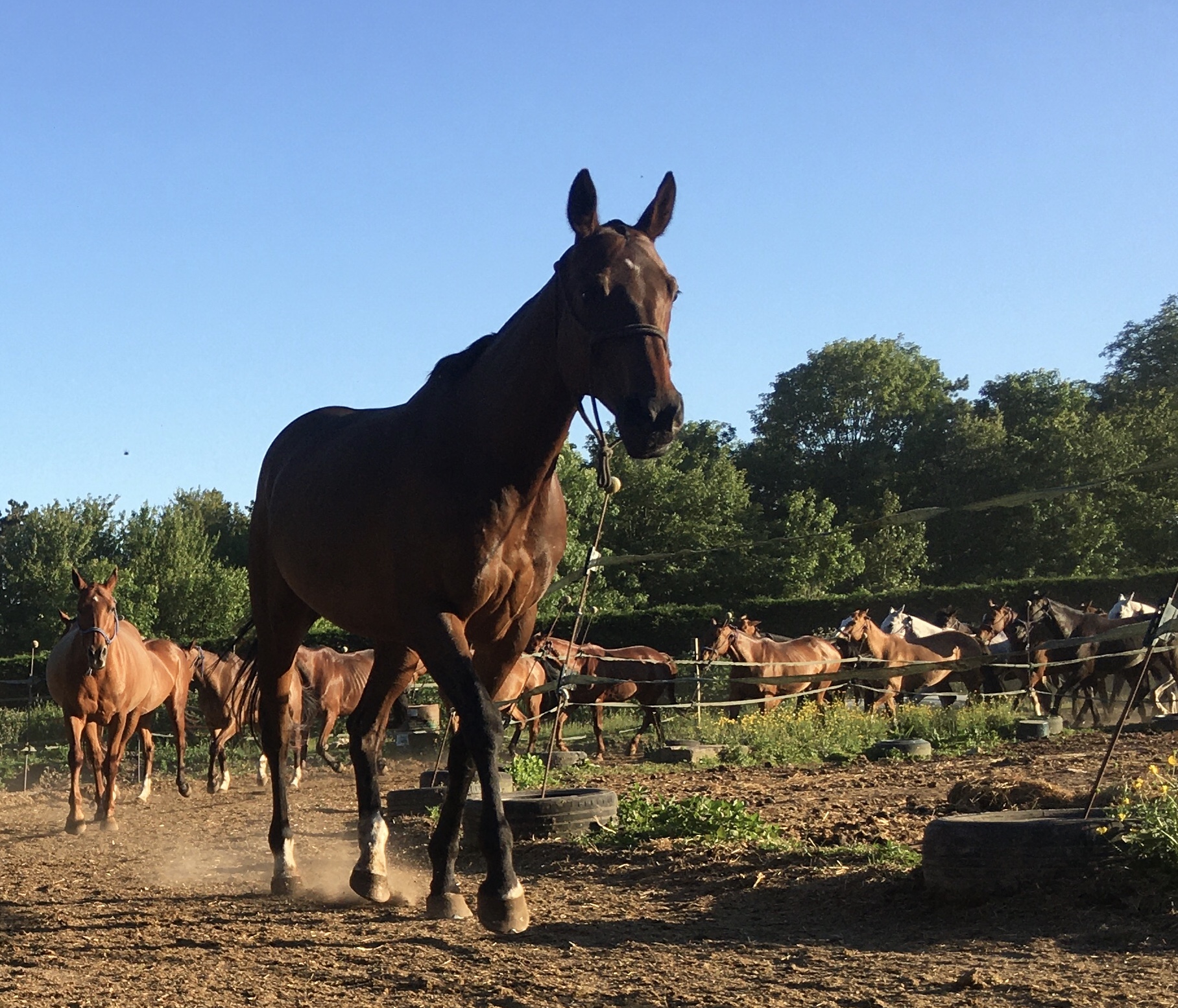 Balades à cheval à Chantilly