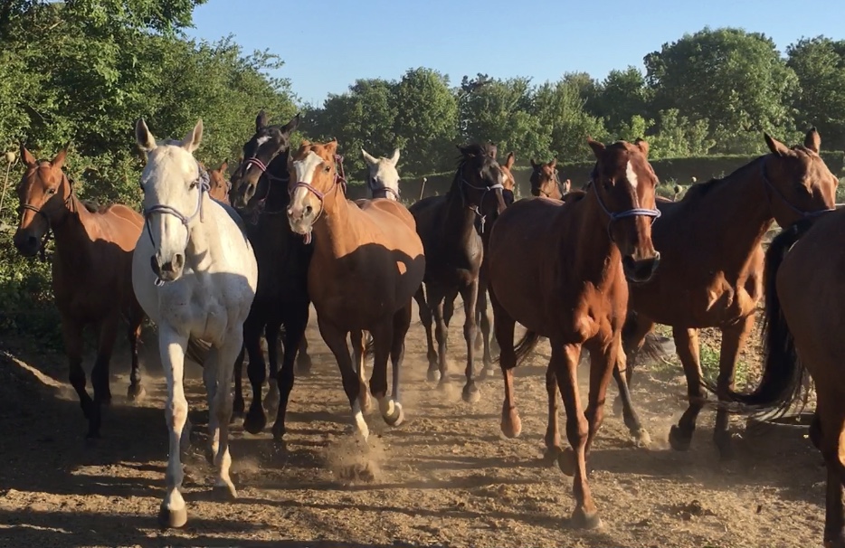 Balades à cheval à Chantilly