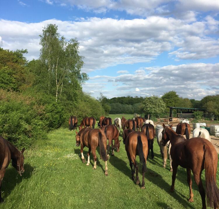 Balades à cheval à Chantilly