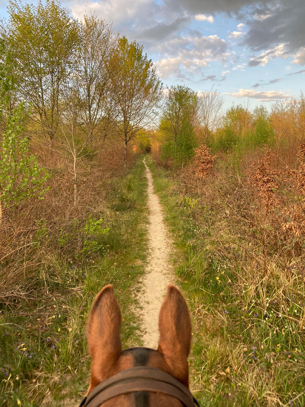 Balades à cheval à Chantilly